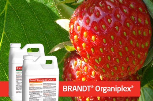 BRANDT Organiplex estimula el crecimiento vegetal, reduce el estrés y actúa como fertilizante de los cultivos