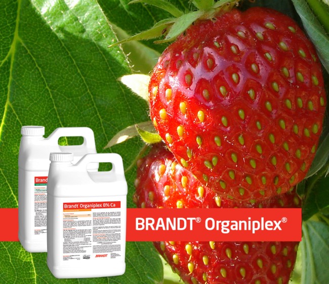 BRANDT Organiplex estimula el crecimiento vegetal, reduce el estrés y actúa como fertilizante de los cultivos