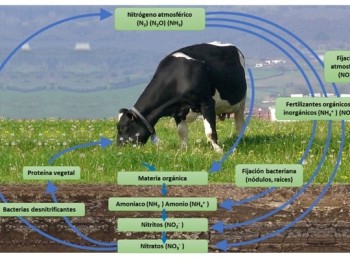 Proteína en la dieta del vacuno lechero: entre la autosuficiencia proteica y la eficiencia de uso del nitrógeno