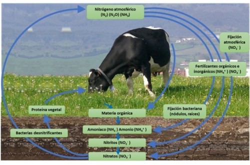 Proteína en la dieta del vacuno lechero: entre la autosuficiencia proteica y la eficiencia de uso del nitrógeno