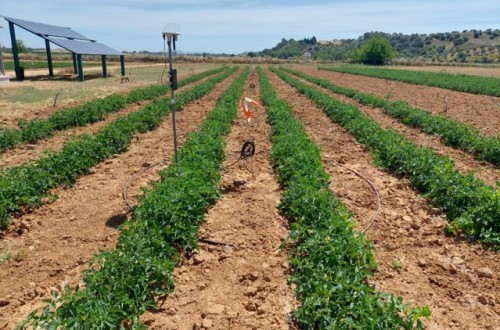 Riego de precisión en tomate de industria en situaciones de falta de agua