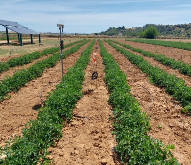 Riego de precisión en tomate de industria en situaciones de falta de agua