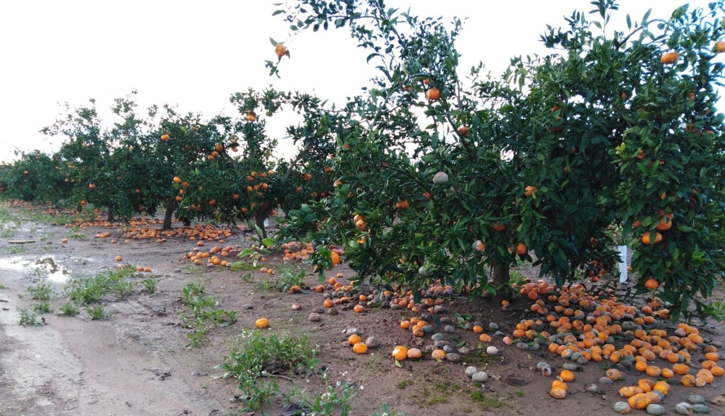 Agroseguro espera 40.000 hectáreas dañadas y 35 millones de euros en indemnizaciones por borrascas Agroseguro espera 40.000 hectáreas dañadas y 35 millones de euros en indemnizaciones por borrascas