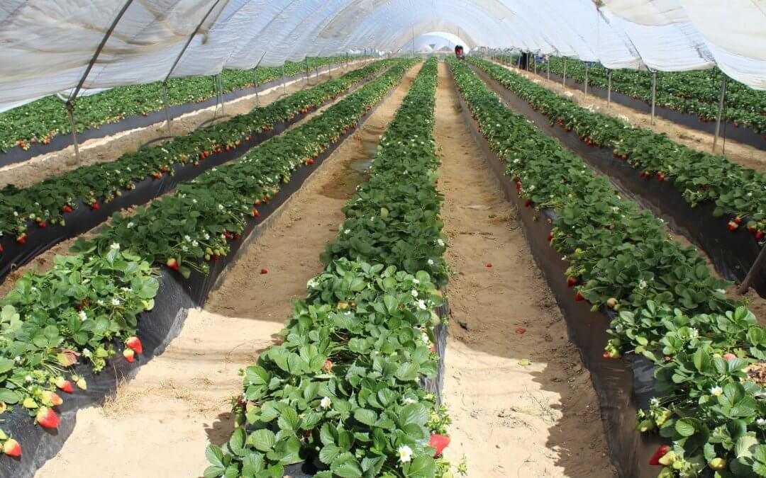 La superficie de cultivo de frutos rojos experimenta un fuerte aumento en la vecina Portugal