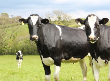 Consecuencias económicas por pérdidas de producción debido a patologías posparto en las vacas lecheras