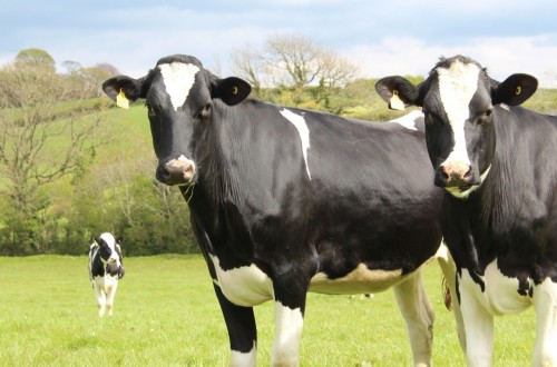 Consecuencias económicas por pérdidas de producción debido a patologías posparto en las vacas lecheras