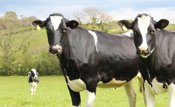 Consecuencias económicas por pérdidas de producción debido a patologías posparto en las vacas lecheras