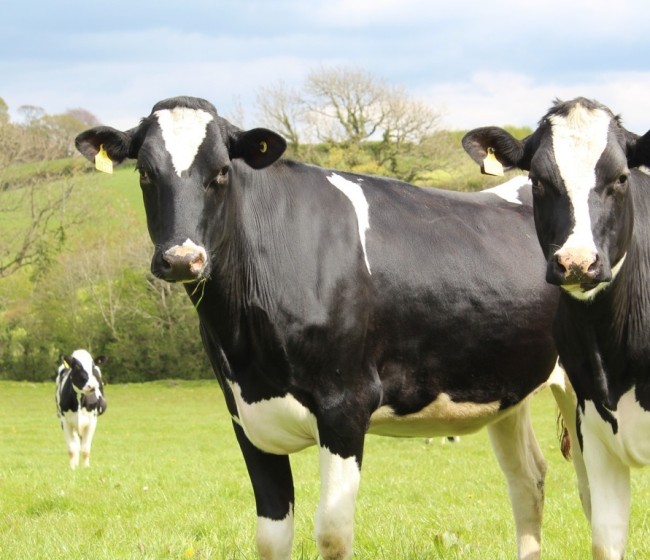 Consecuencias económicas por pérdidas de producción debido a patologías posparto en las vacas lecheras