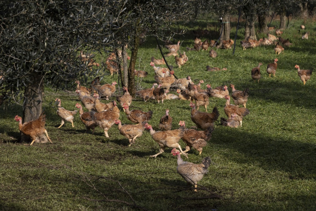 Índice FAO: los precios mundiales de los alimentos básicos se frenaron en abril frente al máximo histórico del mes anterior