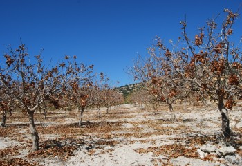 Septoriosis del pistachero, la enfermedad más importante y prevalente del cultivo en España