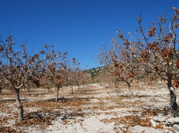 Septoriosis del pistachero, la enfermedad más importante y prevalente del cultivo en España