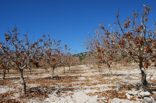 Septoriosis del pistachero, la enfermedad más importante y prevalente del cultivo en España