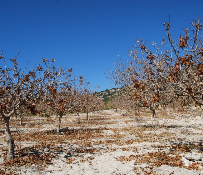 Septoriosis del pistachero, la enfermedad más importante y prevalente del cultivo en España