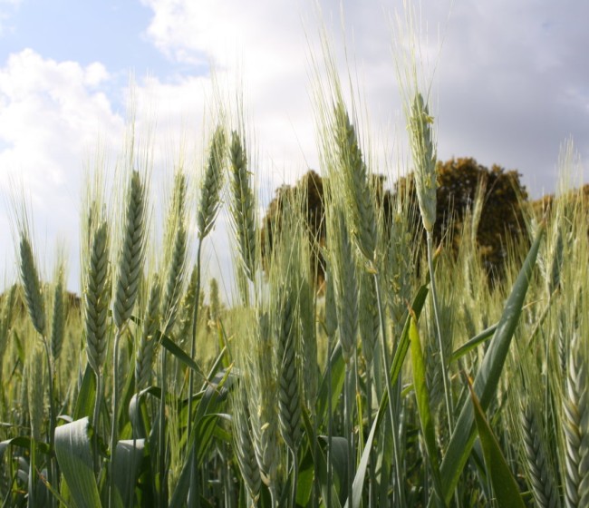 A partir de julio, los Veintisiete deberán presentar declaraciones mensuales de sus existencia de cereales y oleaginosas