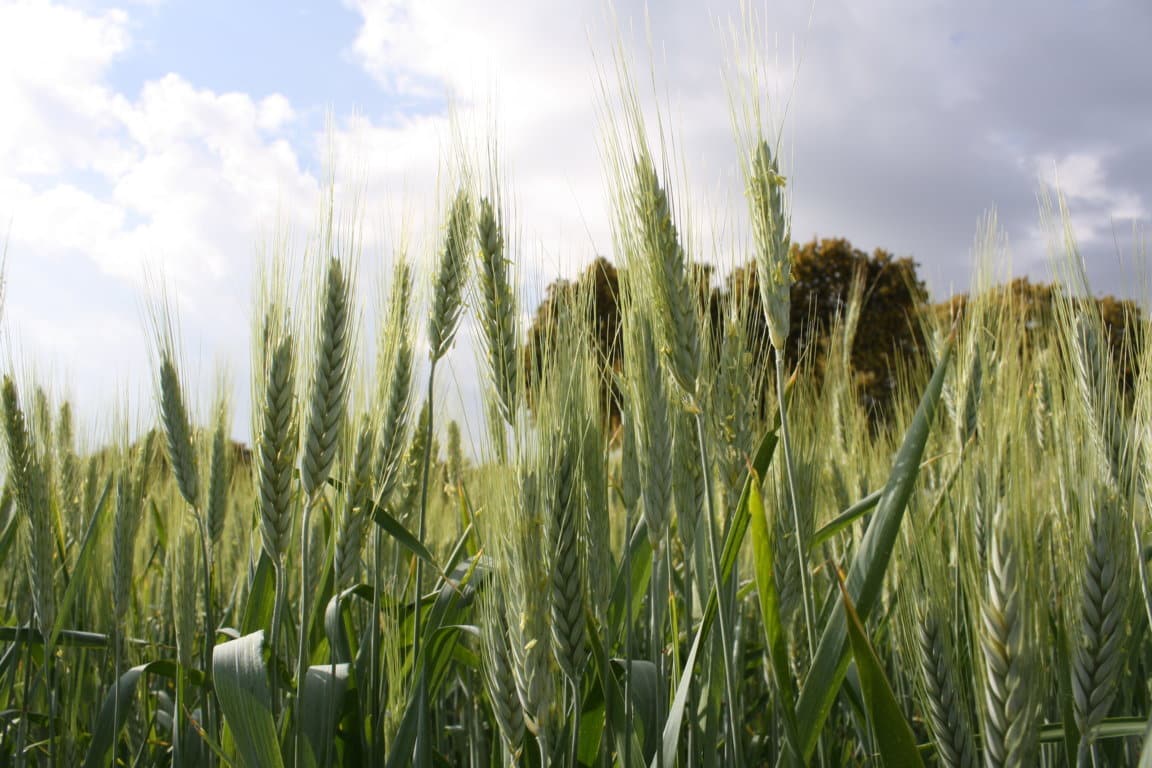 A partir de julio, los Veintisiete deberán presentar declaraciones mensuales de sus existencia de cereales y oleaginosas
