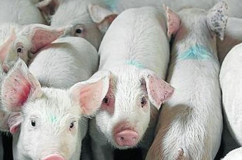 Protección nacional transitoria para la IGP Cerdo de Teruel