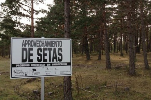 Nace «Montes del Noroeste Zamorano», tercer parque micológico en Castilla y León