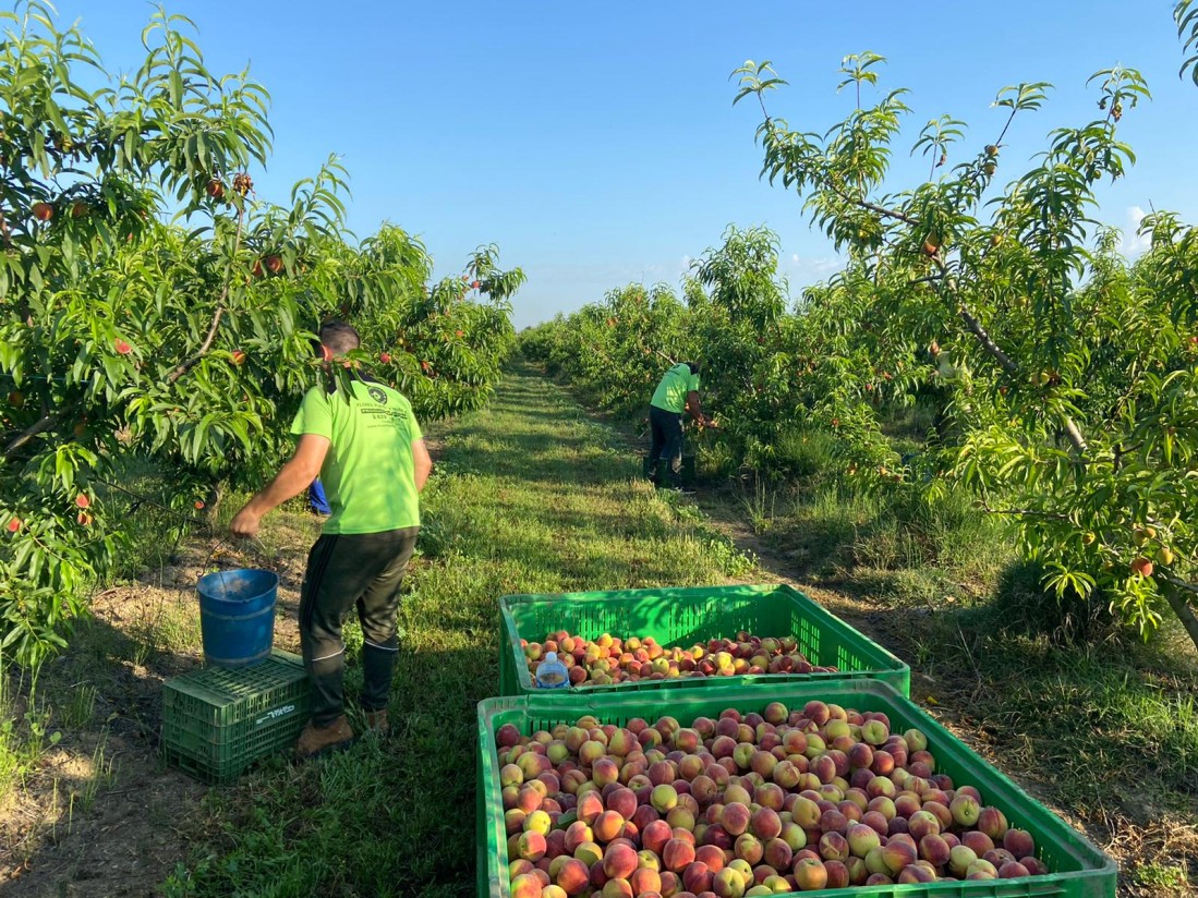 La cosecha nacional de fruta de hueso caerá más de un 30% y la UE recupera el potencial productivo en 2022/23