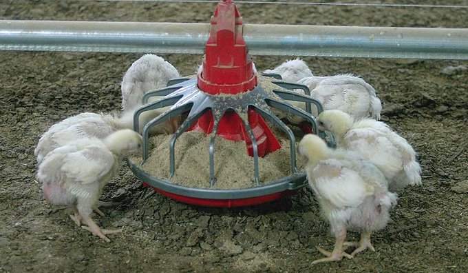 Un nuevo estudio de la CE recomienda evaluar mejor el bienestar animal y la reducción de antimicrobianos en ganadería en la próxima PAC