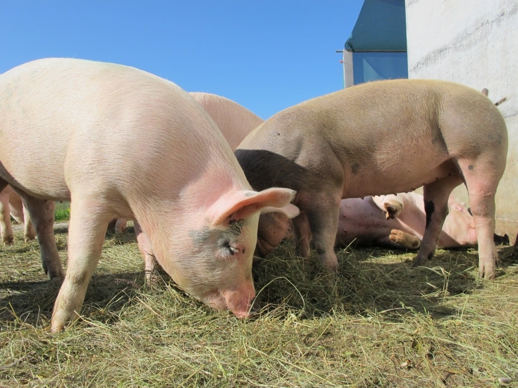 Preocupación por el foco de PPA en una granja porcina ecológica de Alemania a solo 7 Km de la frontera francesa