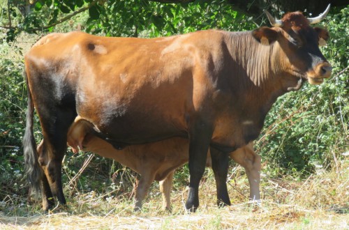 La ganadería en el censo agrario 2020