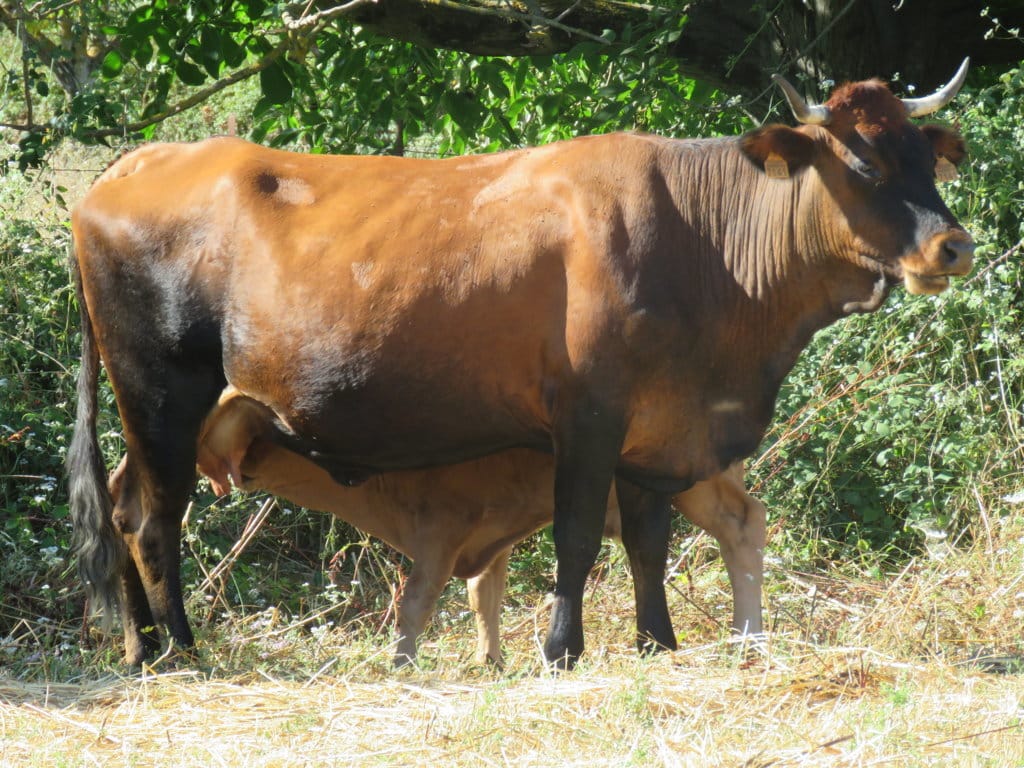 La ganadería en el censo agrario 2020