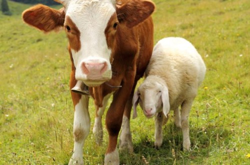 Interovic presenta su certificado de bienestar animal en Castilla y León