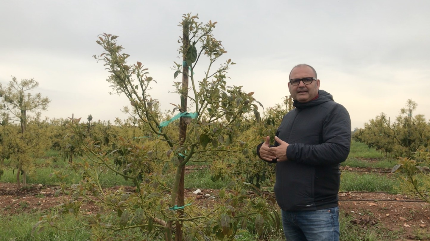 La tecnología de Ecoculture Biosciences permite la recuperación del cultivo de aguacate con problemas de encharcamiento