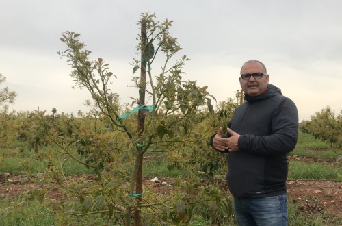 La tecnología de Ecoculture Biosciences permite la recuperación del cultivo de aguacate con problemas de encharcamiento