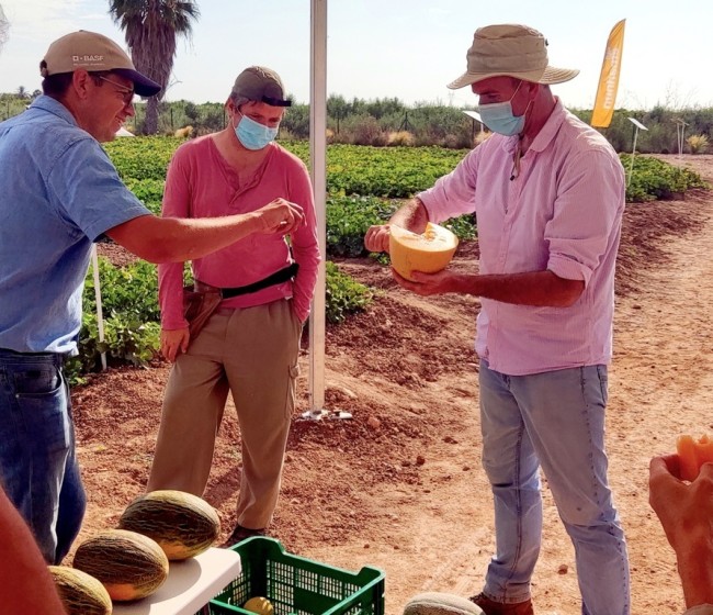 Jornada abierta de las empresas de semillas de melón y sandía en la Región de Murcia