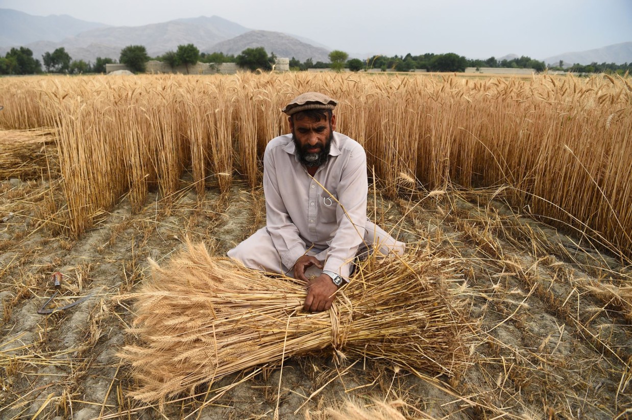 Índice FAO: los precios mundiales de alimentos básicos bajaron en mayo por segundo mes consecutivo