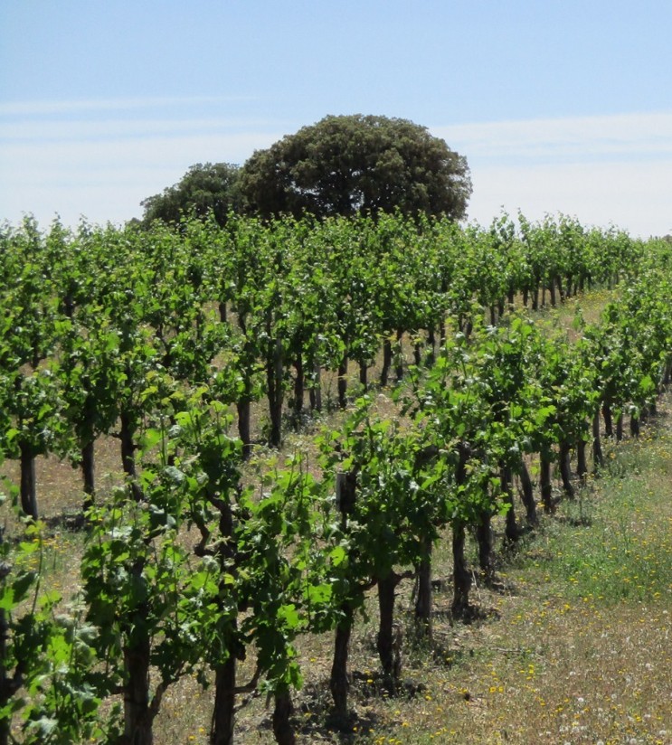 Jóvenes y pequeñas-medianas explotaciones se reparten un 74% de las 946 ha de nuevas plantaciones de viñedo en 2022