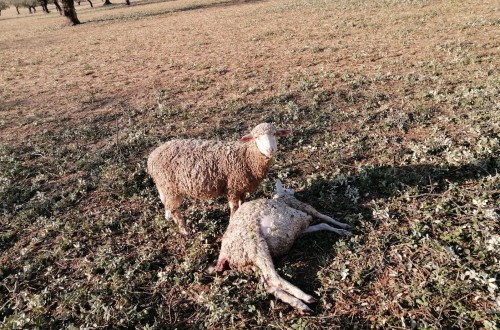 Castilla y León lleva ante el Tribunal Constitucional la actividad cinegética de control del lobo al Norte del Duero