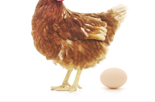 AviPro Salmonella Duo de Elanco cumple 10 años protegiendo a las aves contra la Salmonella