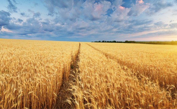 El CIC eleva a 2.255 Mt la producción mundial de cereales prevista para 2022/23