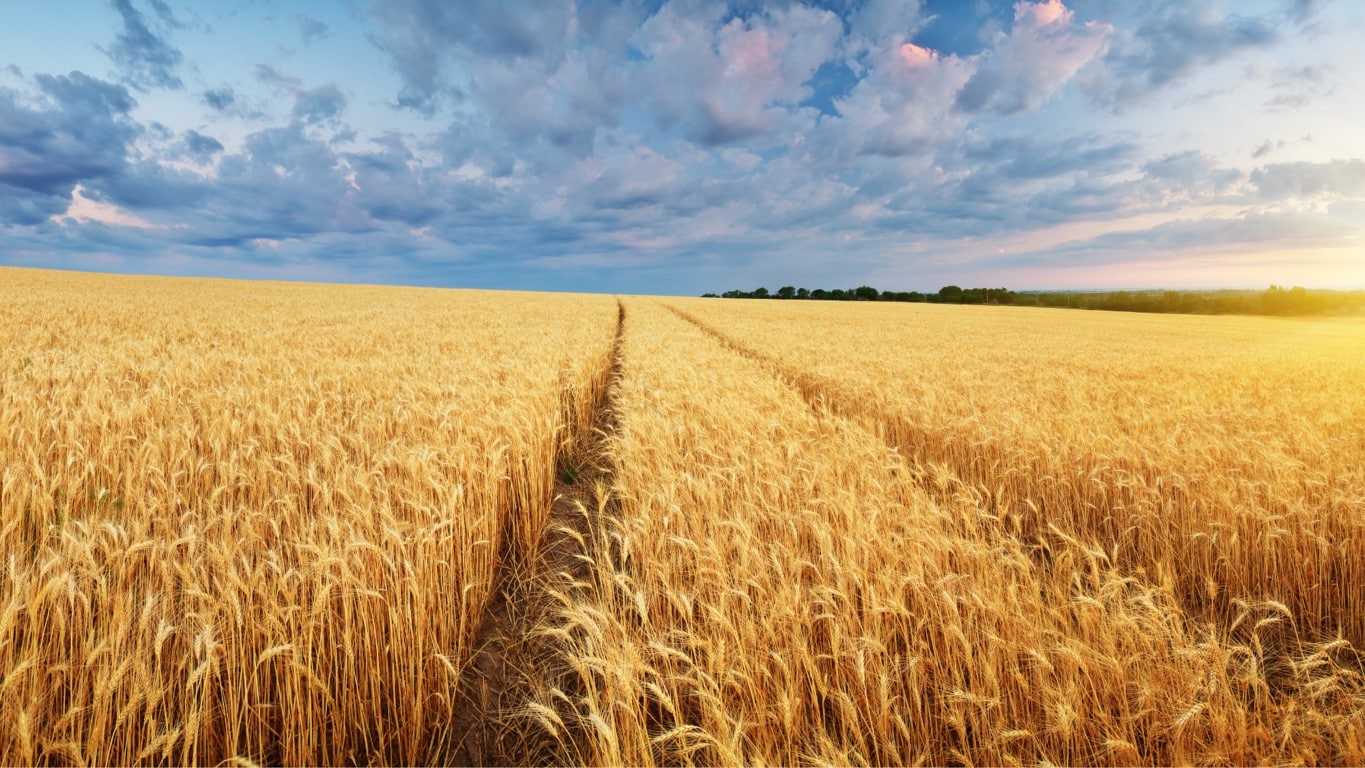 El CIC eleva a 2.255 Mt la producción mundial de cereales prevista para 2022/23