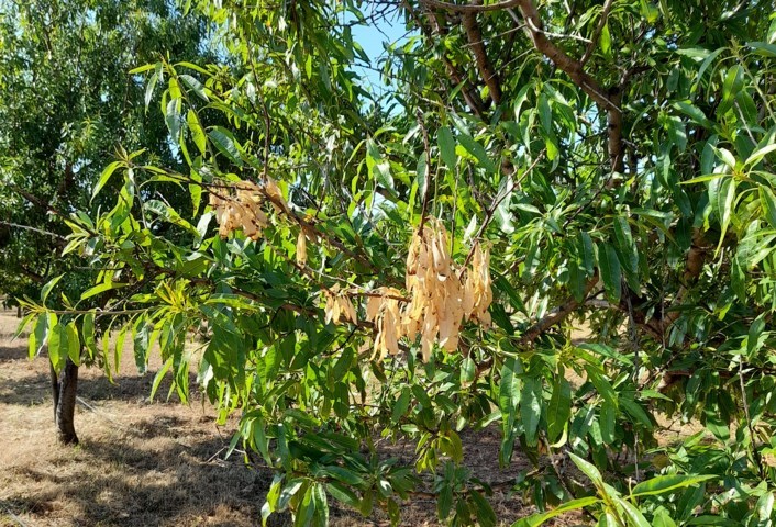 Arrancan en Mallorca los ensayos de Lainco con Sensatio contra Xylella fastidiosa