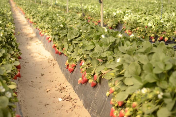 ICL mostrará su gama de soluciones para berries en el 7º Congreso Internacional de Frutos Rojos