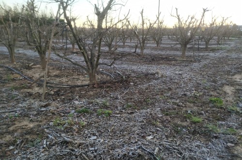 Aragón: el sector frutícola demanda ayudas directas que compensen el aumento de costes y las heladas