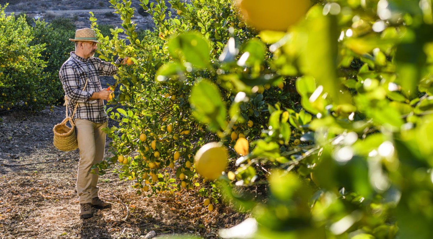 España ha producido unas 990.000 toneladas de limón en la campaña 2021/22