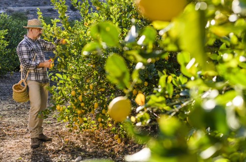España ha producido unas 990.000 toneladas de limón en la campaña 2021/22