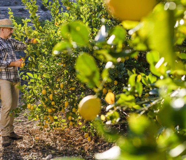 España ha producido unas 990.000 toneladas de limón en la campaña 2021/22