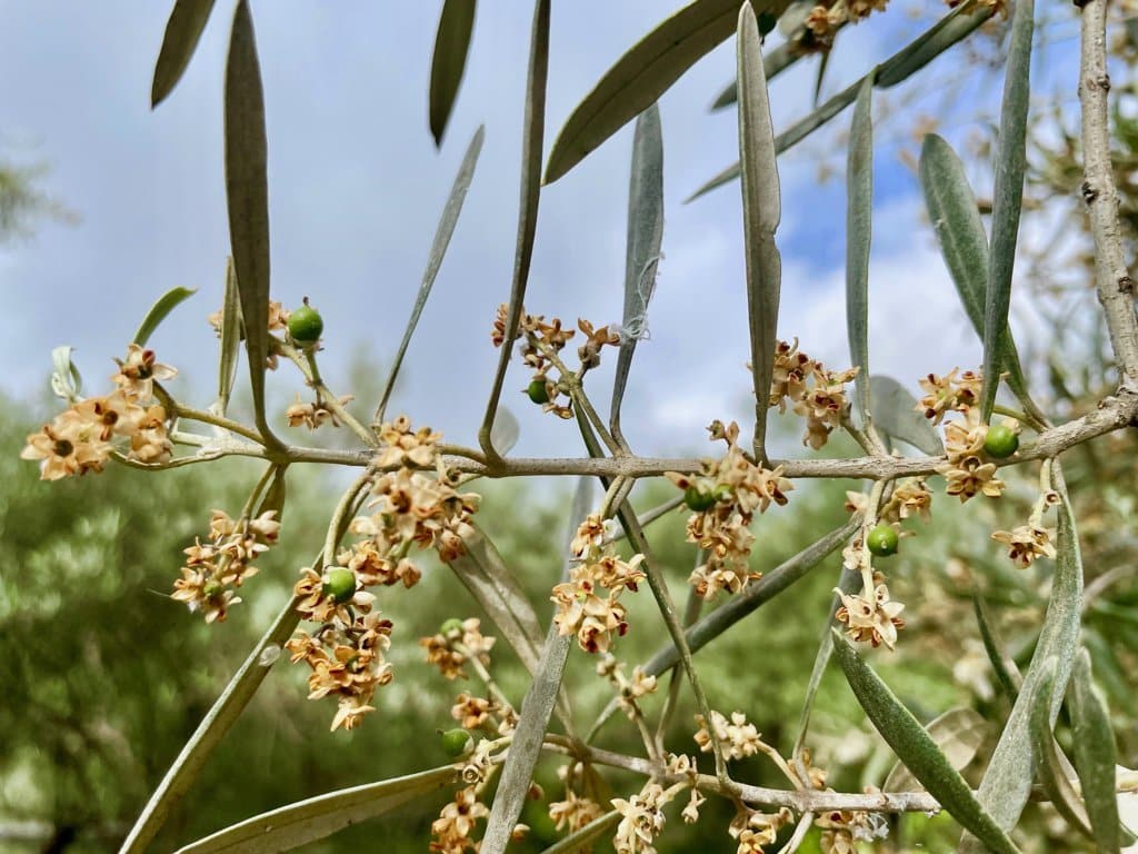 ¿Cómo está evolucionando la fructificación de la aceituna en España?. Por AEMO