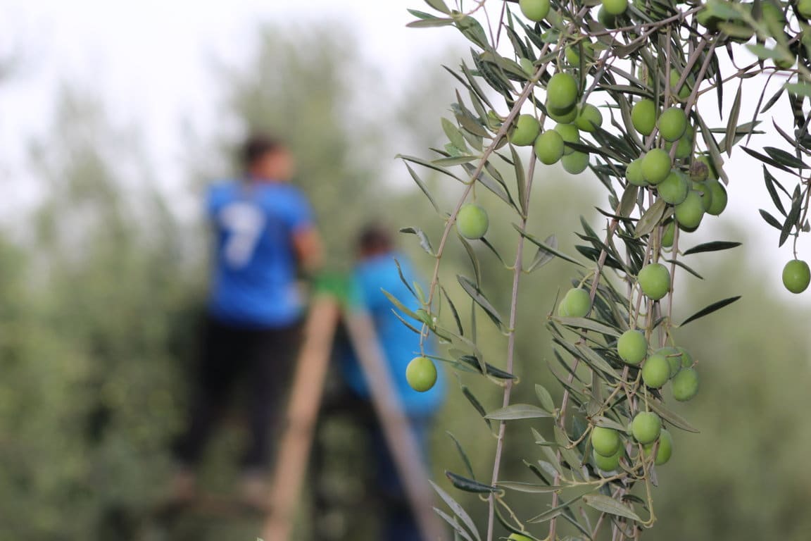 La aceituna de mesa se queda fuera de las ayudas acopladas. Por IGP Aceitunas Manzanillla y Gordal de Sevilla