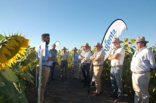 Syngenta lanza su nueva tecnología AIR para el control de malas hierbas en el cultivo de girasol