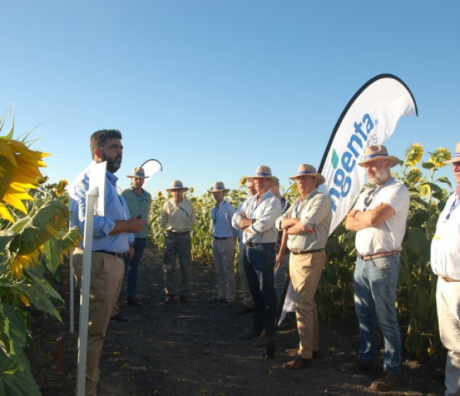 Syngenta lanza su nueva tecnología AIR para el control de malas hierbas en el cultivo de girasol