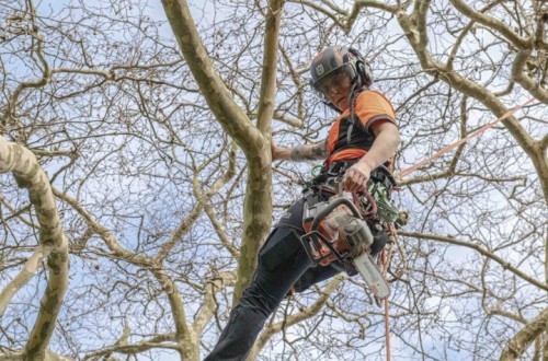 El 12 de junio arranca el tour de talleres especializados de arboricultura de la mano de Husqvarna