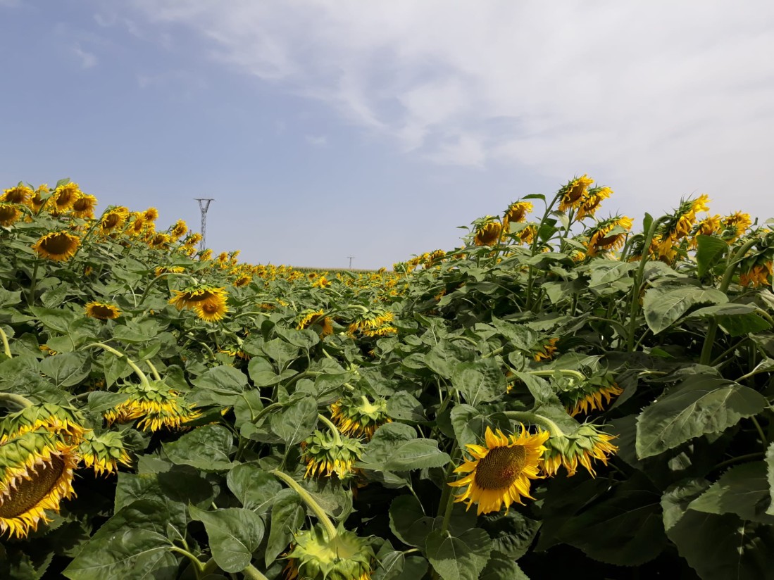 El girasol, un comodín para las épocas de sequía