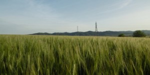 Interrelaciones entre la producción y la calidad de trigo duro con el uso de bioestimulantes