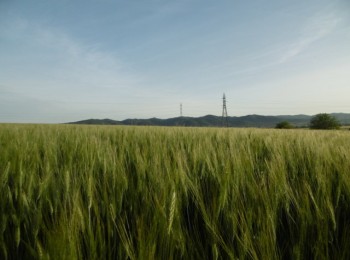 Interrelaciones entre la producción y la calidad de trigo duro con el uso de bioestimulantes